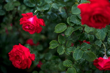 Red roses in the garden. Rose bush in the country in summer