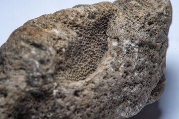 A piece of old stone with numerous microscopic holes on the surface. Blurred at high magnification with soft focus.
