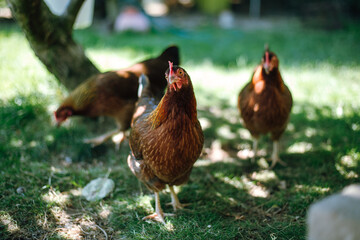 Hühner im Garten der Rasse Zwerg Welsumer