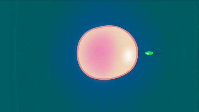 Spermz in race 05,
Sperm looks around the egg.2D hand drawn animation.HD 1080.