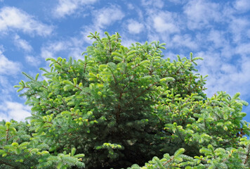Fototapeta premium spruce branch against the blue sky