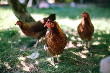 Hühner im Garten der Rasse Zwerg Welsumer