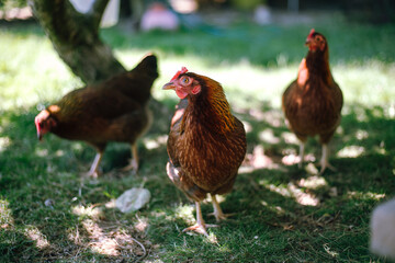 Hühner im Garten der Rasse Zwerg Welsumer