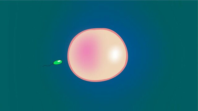 Spermz in race 04,
Sperm turns around the egg.2D hand drawn animation.HD 1080.