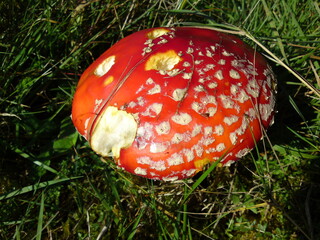 Pilz