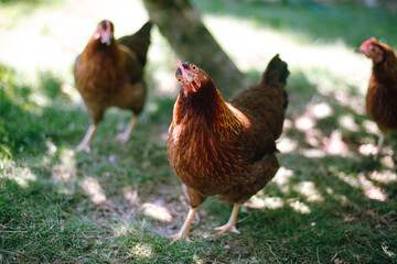 Hühner im Garten der Rasse Zwerg Welsumer