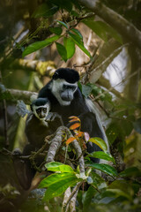 Adult Eastern black-and-white colobus with a juvenile, Kibale National Forest, Uganda.
