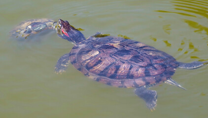 turtle swims in the muddy water of the lake