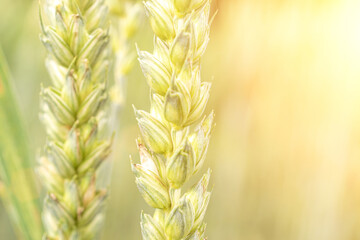 Wheat field sunset golden background. Agriculture farm cereal crop in sun day. Rye grain landscape...