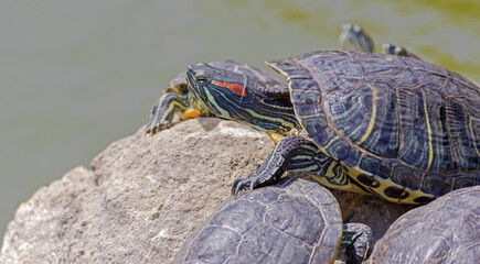 turtles basking and swimming in the sun