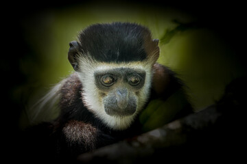 Portrait of adult Eastern black-and-white colobus, Kibale National Forest, Uganda.