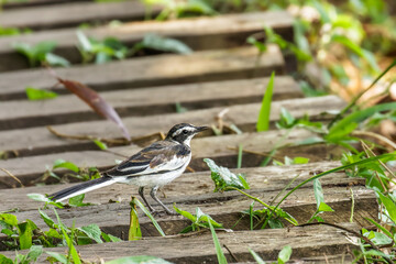 African pied wagtail, or African wagtail, (Motacilla aguimp), Kibale National Forest, Uganda.
