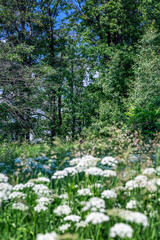 White wildflowers in the field on a summer day against the background of the forest. Vertical.