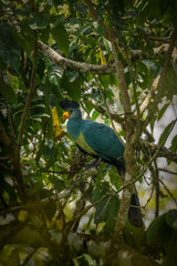 Great Blue Turaco ( Corythaeola cristata), Kibale National Forest, Uganda.