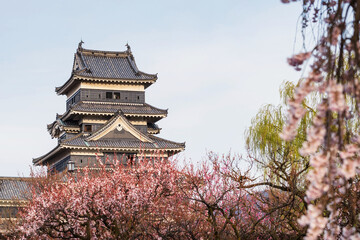 Matsumoto Castle with pink cherry blossom