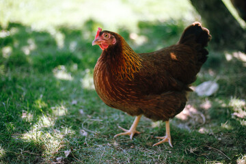 Hühner im Garten der Rasse Zwerg Welsumer