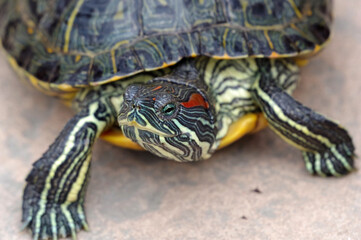 An image of Red Eared Turtle
