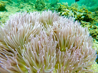 ダイビング中の写真