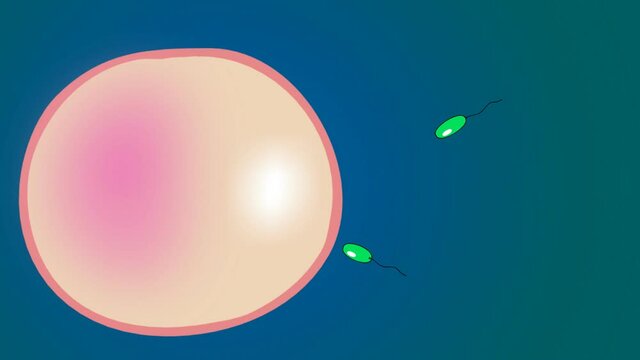 Spermz in race 08,
One of them inseminate the egg.2D hand drawn animation.HD 1080. 