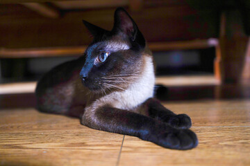The cat hiding under the table