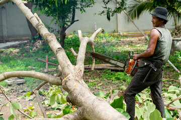 Obraz premium Portrait of arborist cutting the log by chainsaw machine with sawdust splash around. Motion blurred of sawing chainsaw