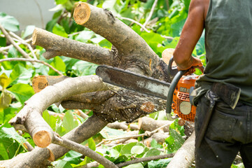 Closeup chainsaw cutting the log by chainsaw machine with sawdust fly around.
