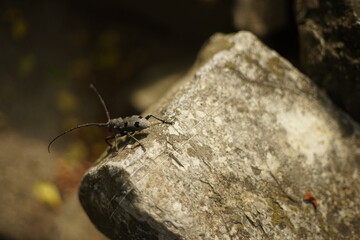 A close-up of a long-horned beetle walking on a stone surface.
