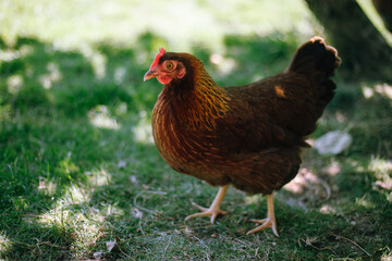 Hühner im Garten der Rasse Zwerg Welsumer