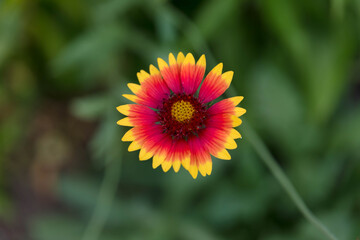 a close up view of a red and yellow daisy