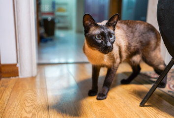 Brown cat on guard indoors