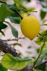 Limón, en el árbol, pendiente de recolección. Valencia. España