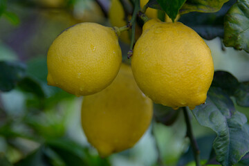 Limón, en el árbol, pendiente de recolección. Valencia. España