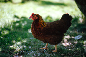 Hühner im Garten der Rasse Zwerg Welsumer