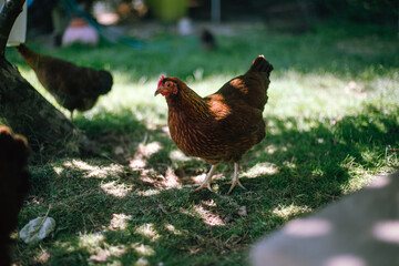 Hühner im Garten der Rasse Zwerg Welsumer