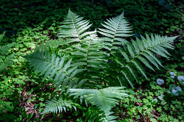 Fototapeta premium Fern in the forest in the sun. Close-up.