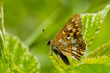 Hamearis lucina, Duke of Burgundy, Lepidoptera, butterfly sunbathing on the leaf with wings closed