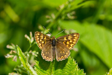 Fototapeta na wymiar Mariposa de color marrón (Hamearis lucina), con las alas abiertas tomando el sol sobre una hoja.
