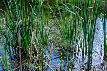 Fototapeta na wymiar Grass growing in the pond. Close-up.