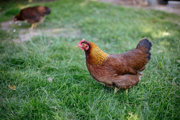 Hühner im Garten der Rasse Zwerg Welsumer