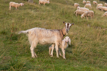Obraz premium A goat with goatling on a green slope, Lombardy, Italy.