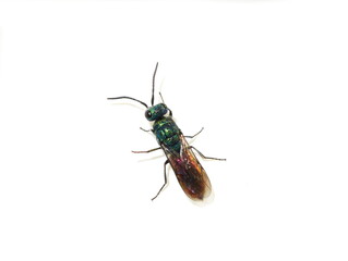 Fototapeta premium The colorful common Chrysis angustula garden cuckoo wasp on white background