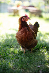 Hühner im Garten der Rasse Zwerg Welsumer