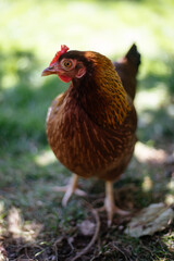 Hühner im Garten der Rasse Zwerg Welsumer