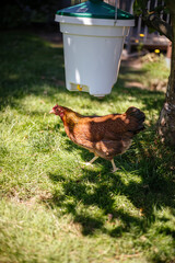 Hühner im Garten der Rasse Zwerg Welsumer