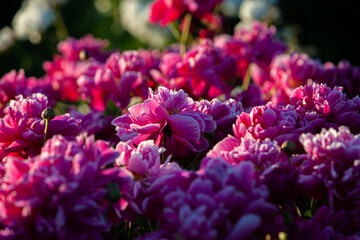 Bordo pink textured peony flowers in the evening garden