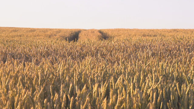 Backdrop Of Ripening Ears Of Yellow Wheat Field On The Sunset Cloudy Orange Sky . Idea Of A Rich Harvest