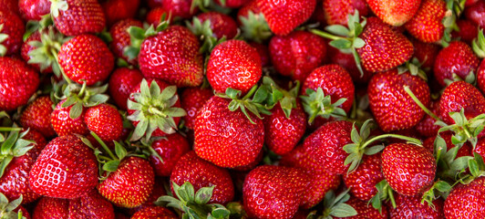 Lots of juicy ripe strawberries. Vitamins and vegetarianism. Close-up. Panorama format.