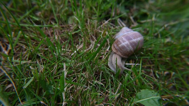 escargot