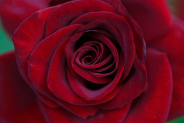Bright red roses. Background of blooming roses flowers. Sunny natural light. Rose garden