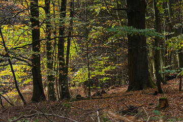 Ruegen Mecklenburg Vorpommern Tourismus Insel